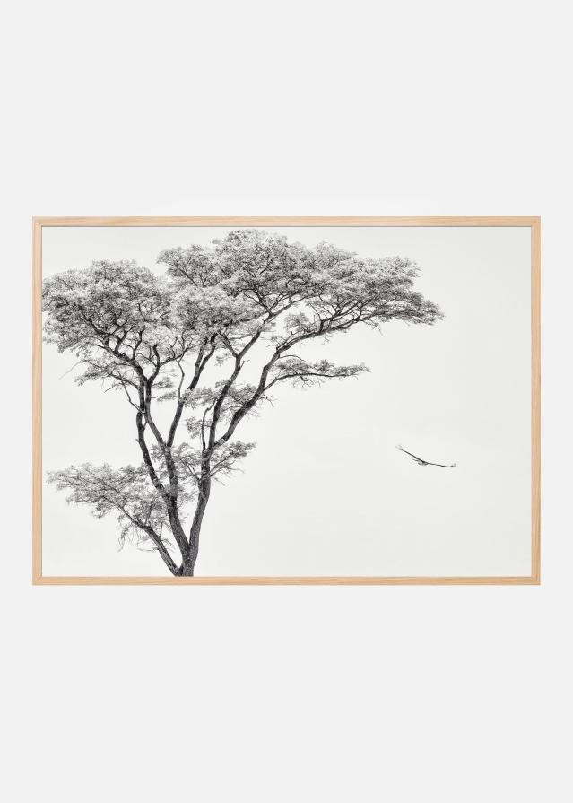 the African eagle Poszter