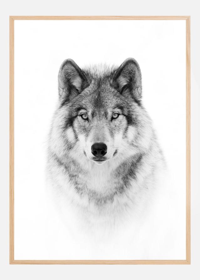 Portrait of a Timber Wolf Poszter
