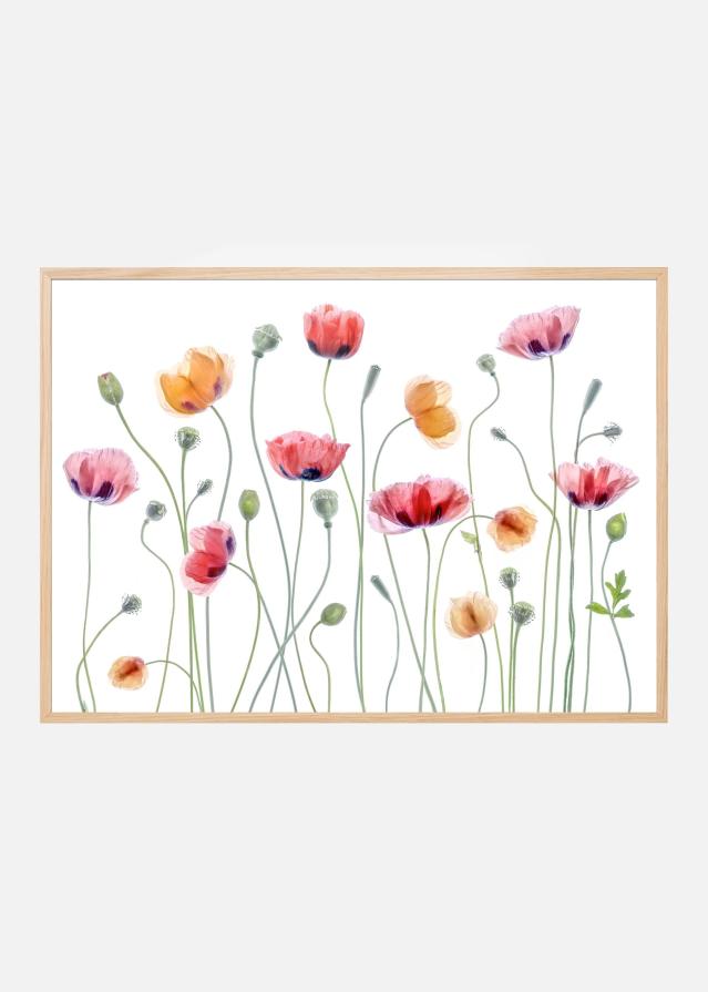 Papaver party Poszter