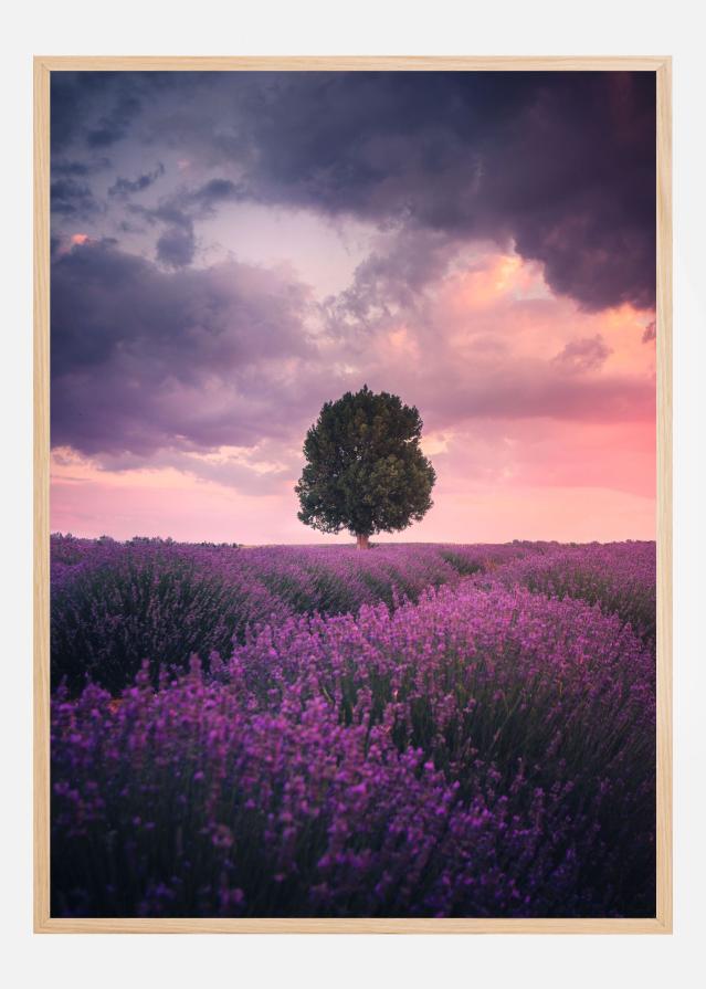 Lavender Fields Poszter