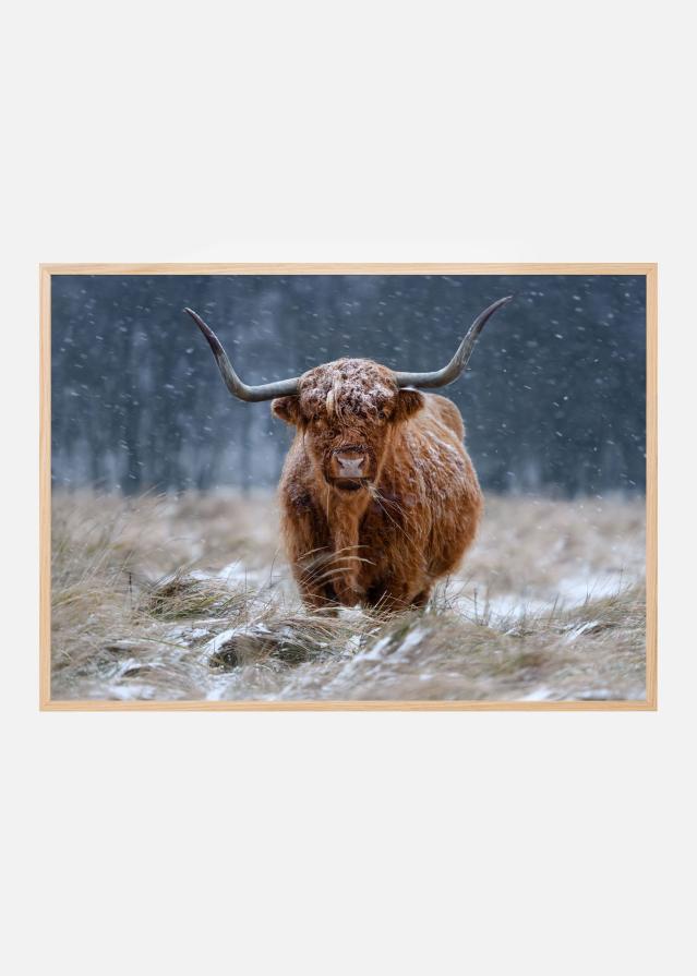Snowy Highland cow Poszter