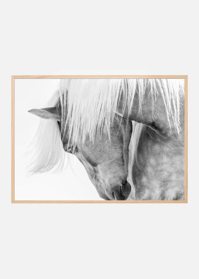 Halflinger Portrait Poszter