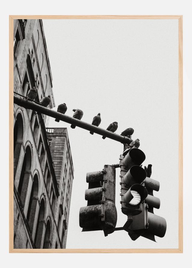 New York City Doves Poszter