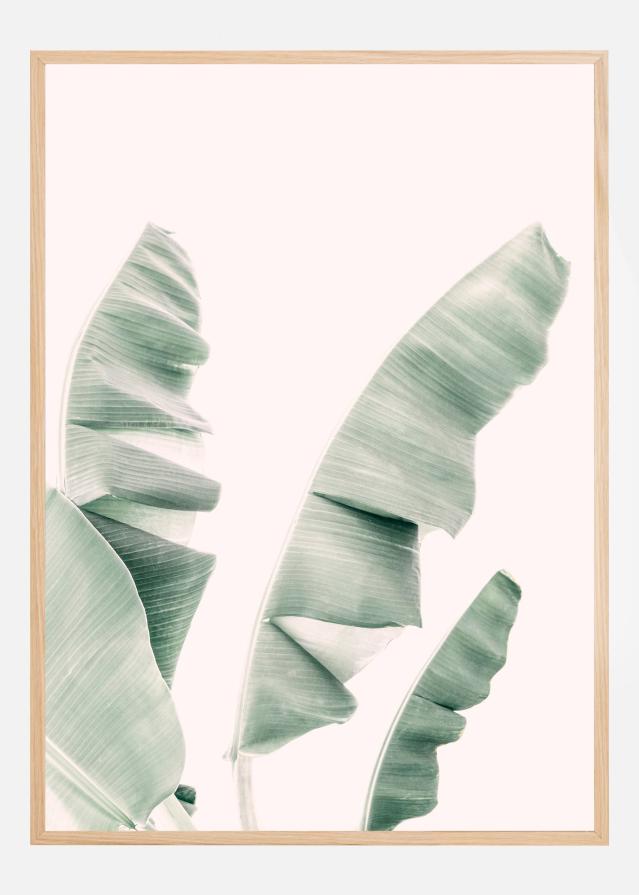 Blush Banana Leaves Poszter