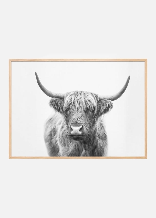 Highland Bull Poszter