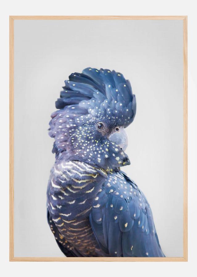 Black Cockatoo Poszter