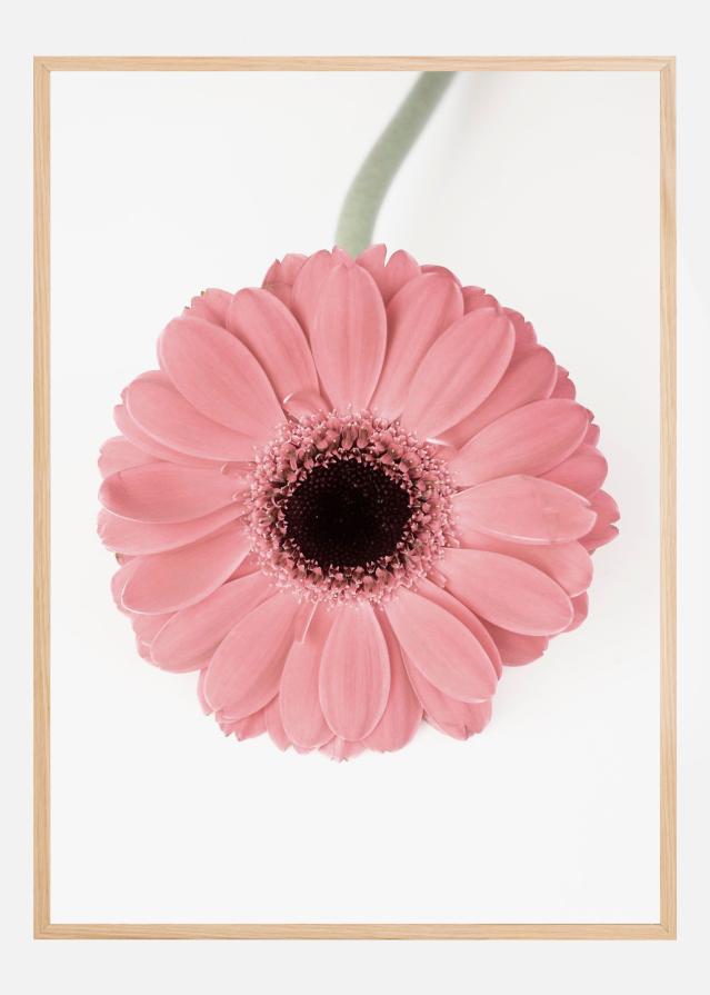 Pink Gerbera II Poszter