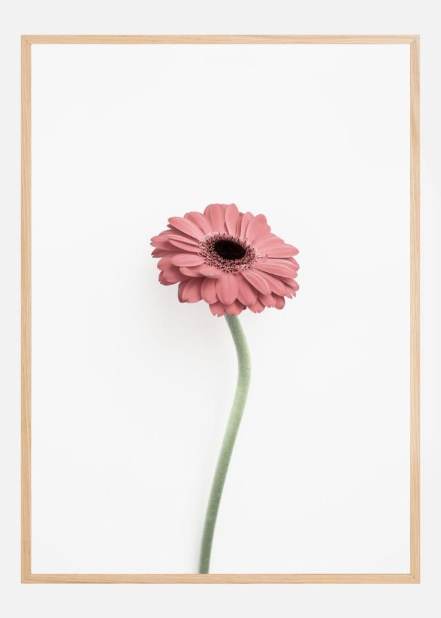 Pink Gerbera Poszter