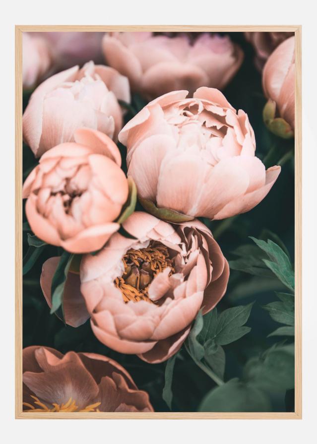 Coral Peonies Poszter