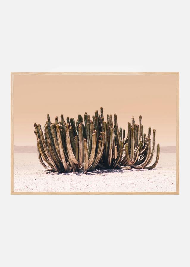 Peach Sky Cactus Poszter