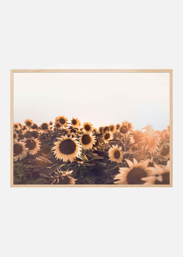 Sunflowers Poszter