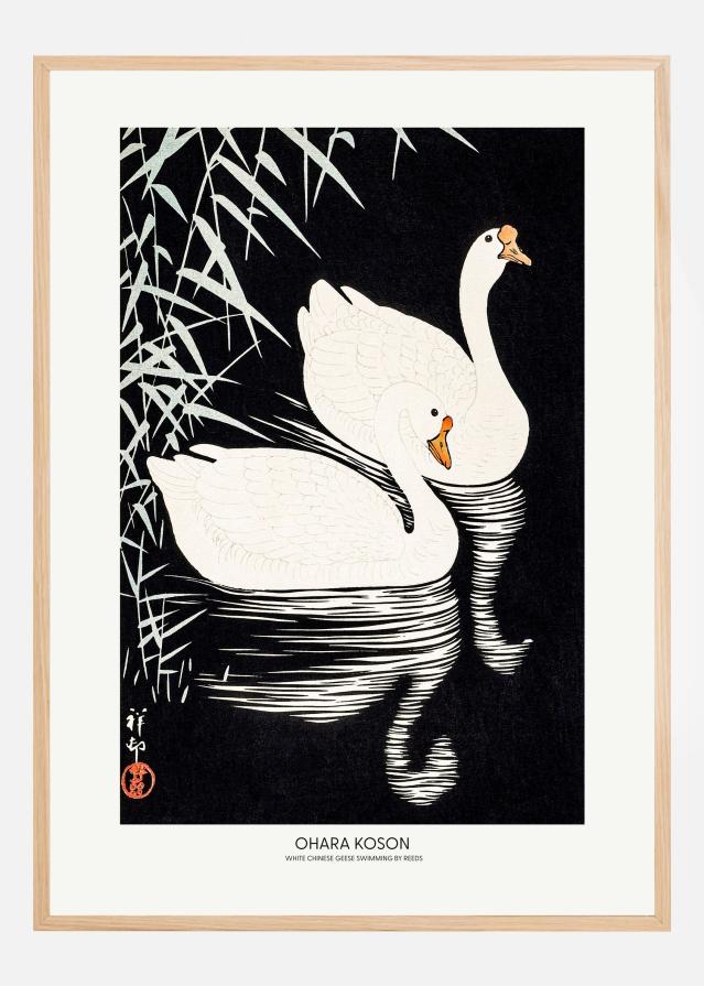 White Chinese Geese Swimming by Reeds Poszter