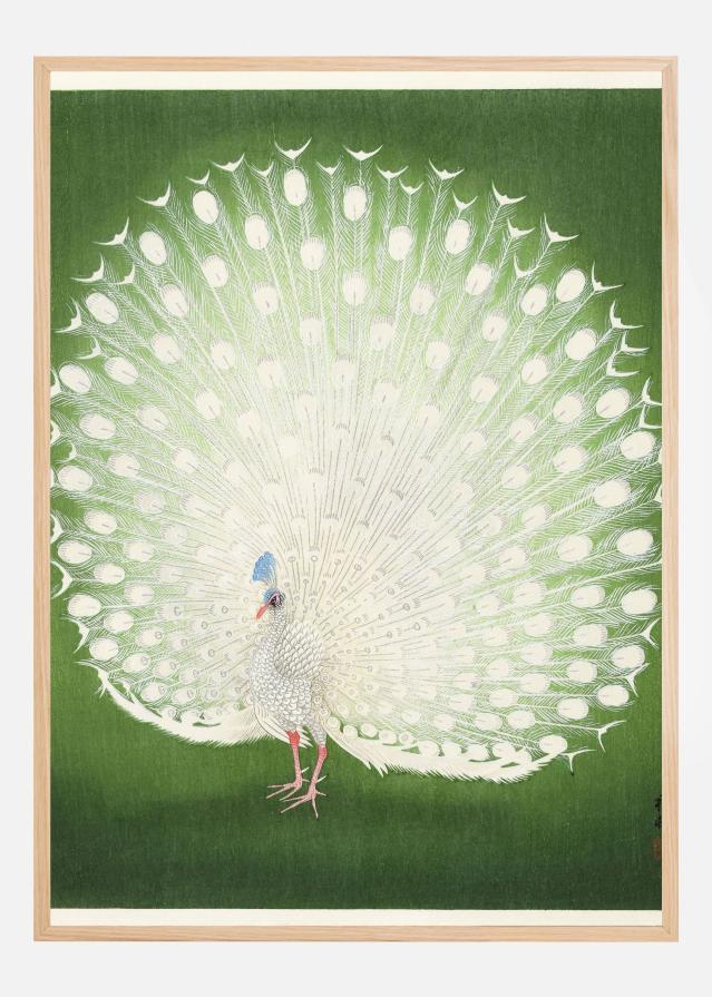 Peacock Poszter
