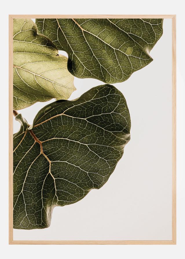 Abutifolia No1 Poszter