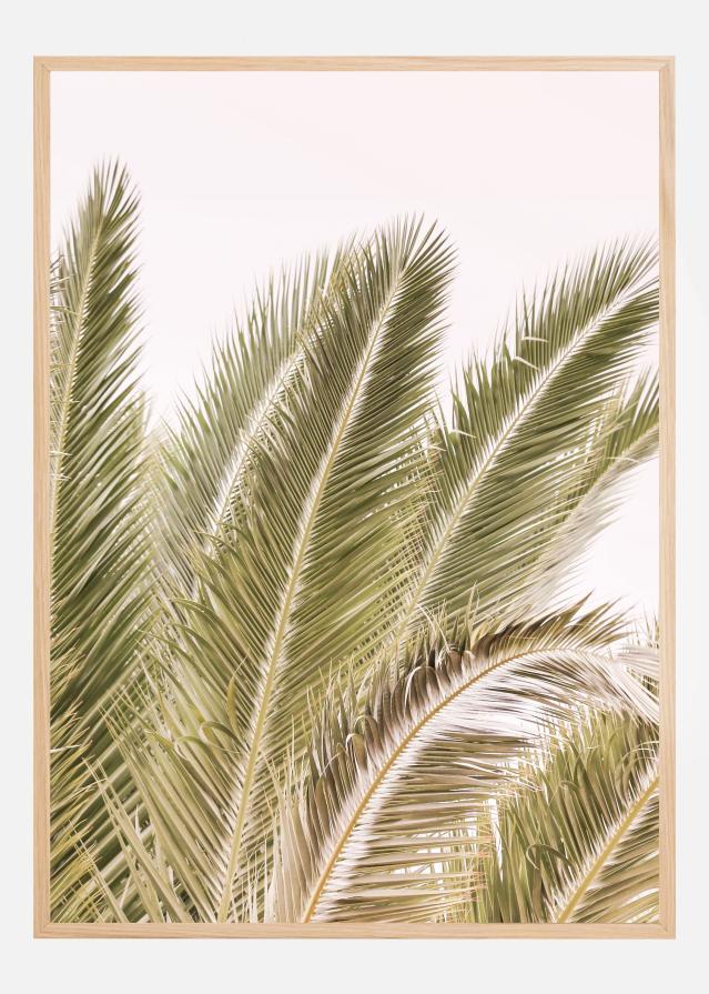 Oasis Palm 01 Oa 01 Poszter