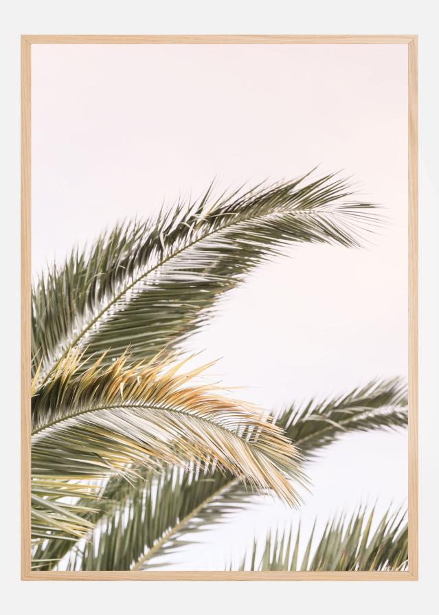 Oasis Palm 03 Poszter