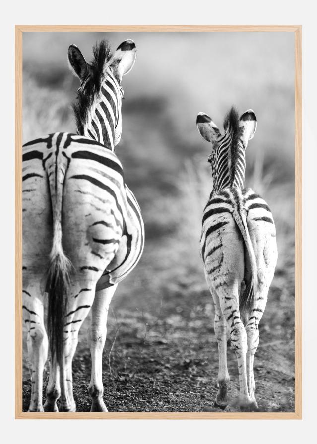 Striped Horse Back Side Poszter