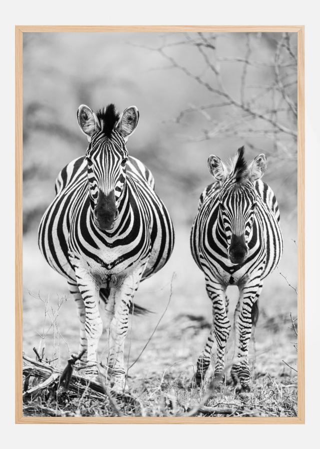 Striped Horse Front On Poszter