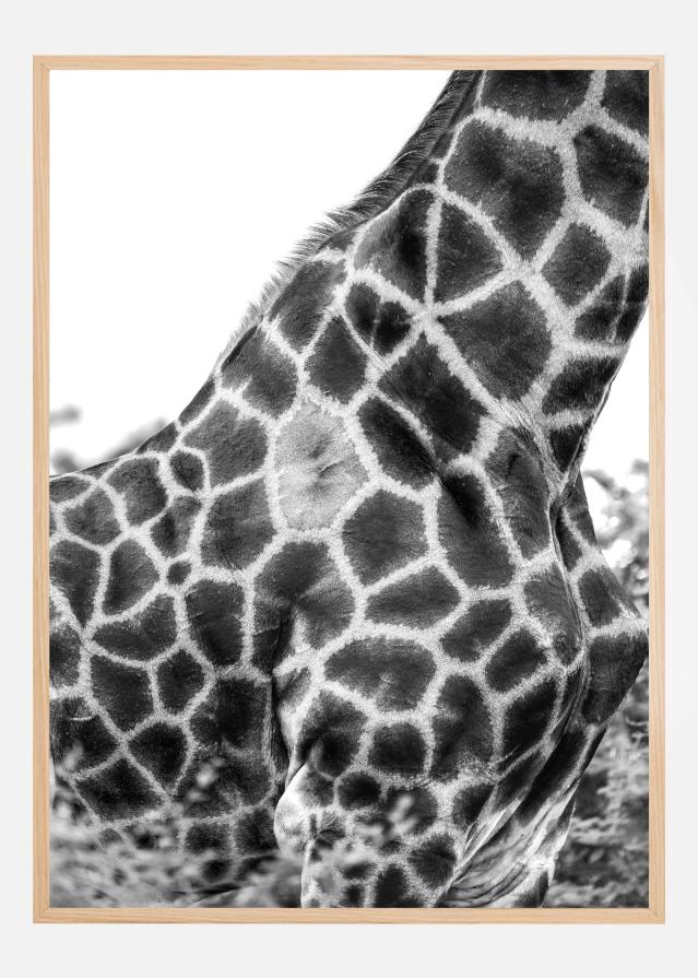 Super Safari No3 Poszter