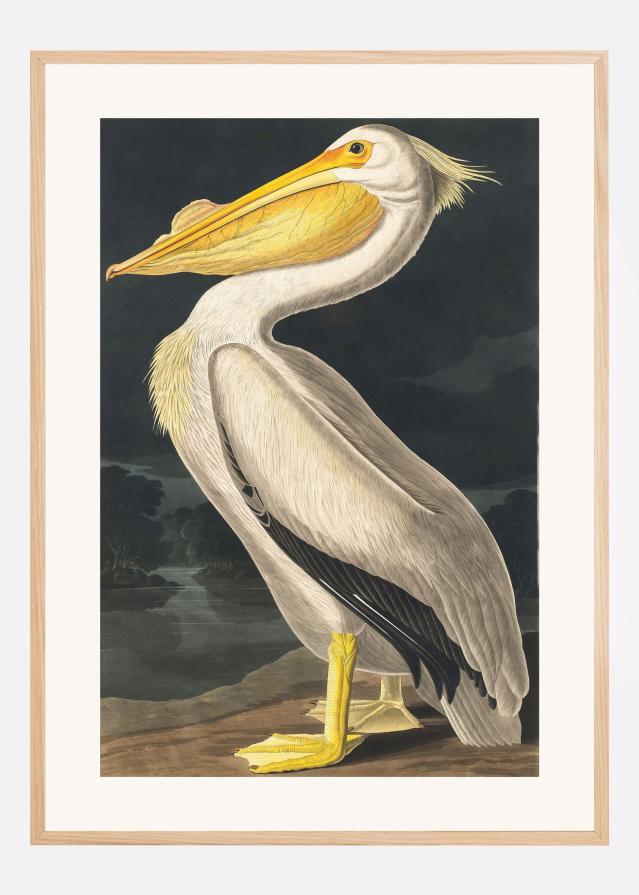 American White Pelican From Birds of America (1827) Poszter