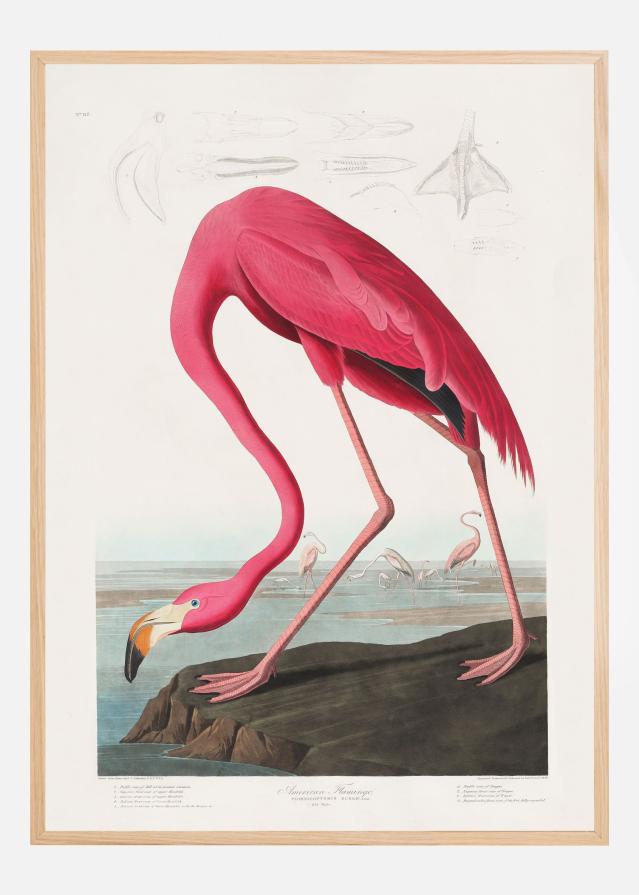Pink Flamingo From Birds of America (1827) Poszter