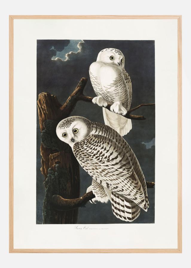 Snowy Owl From Birds of America (1827) Poszter