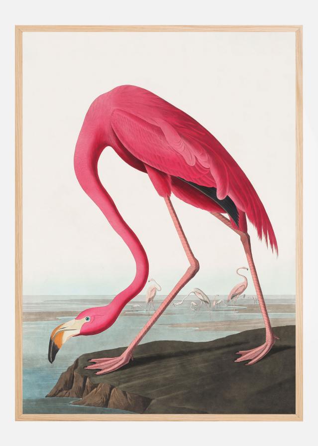 Pink Flamingo Ii From Birds of America (1827) Poszter