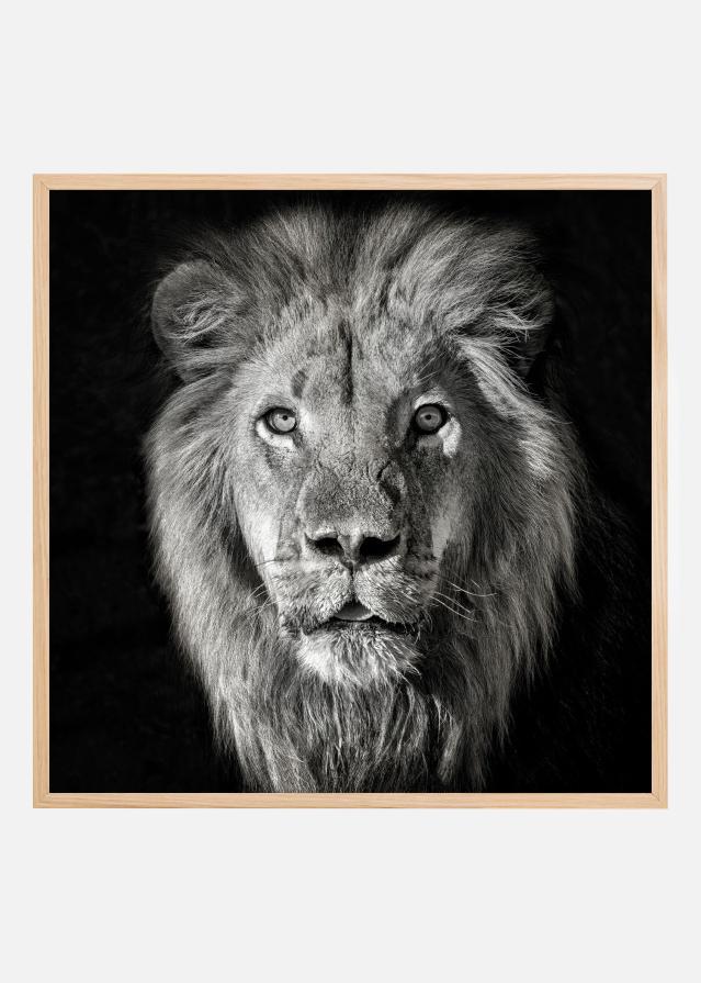 Lion Portrait- Panthera Leo Poszter