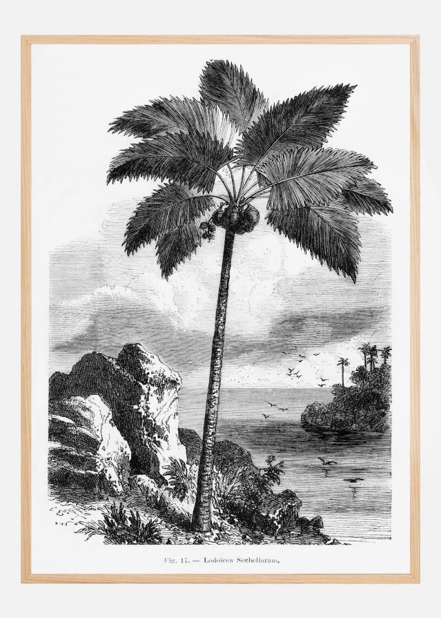 Vintage Palm Tree Drawing I Poszter