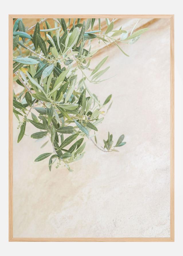 Olive Tree Leaves Poszter