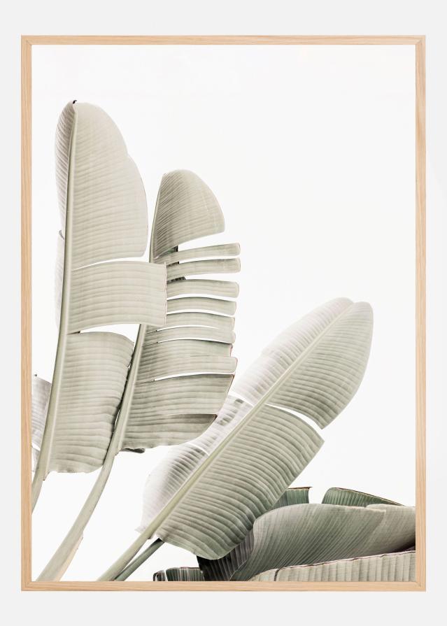 Banana leaf 2 Poszter