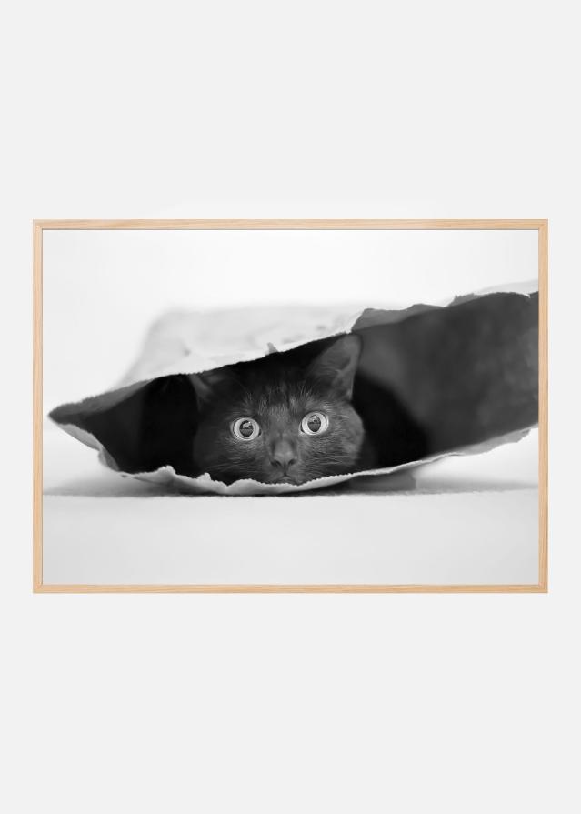 Cat in a bag Poszter