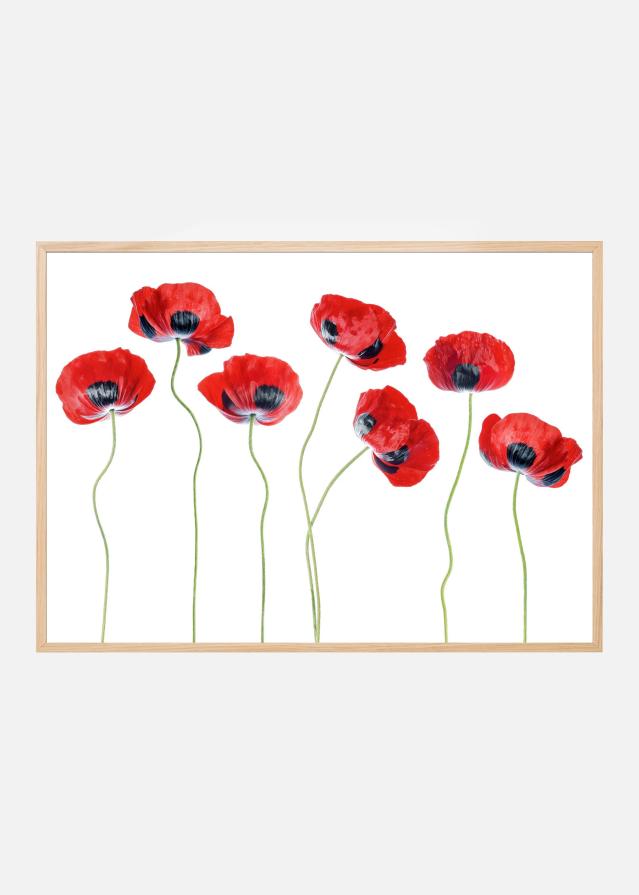 Ladybird Poppies Poszter