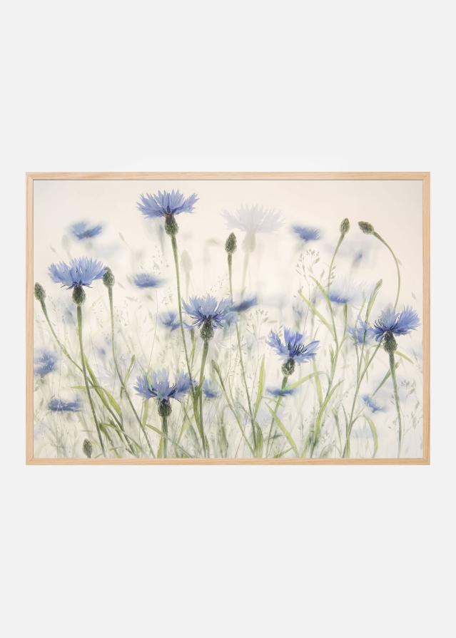 Cornflowers Poszter