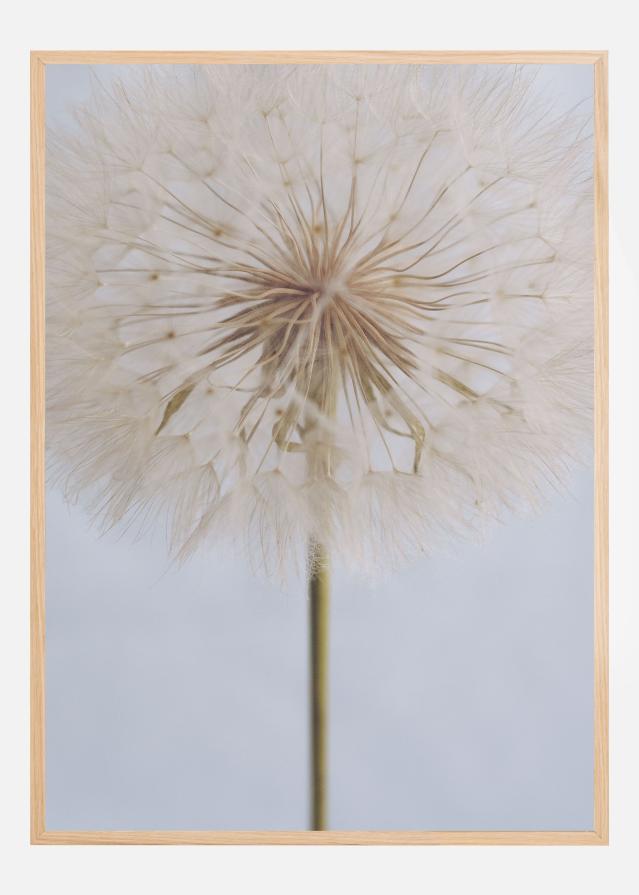Delicate Dandelion Poszter