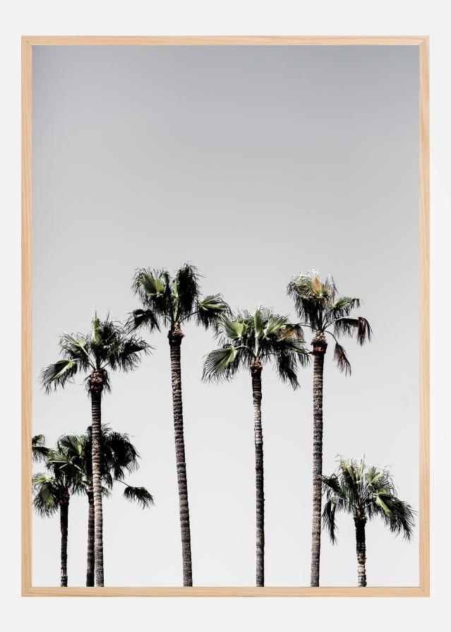 Palm Trees Poszter
