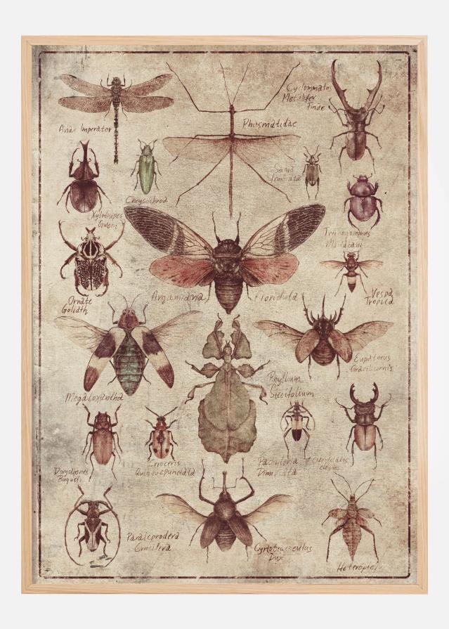 Vintage-style Insects Poszter