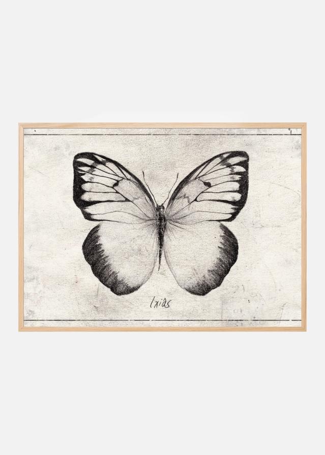 Sketch Of A Butterfly Poszter