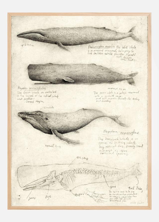 Sketches Of Various Whale Poszter