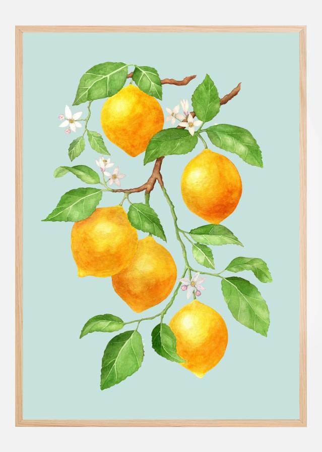 Limao - Citrus Fruit Poszter