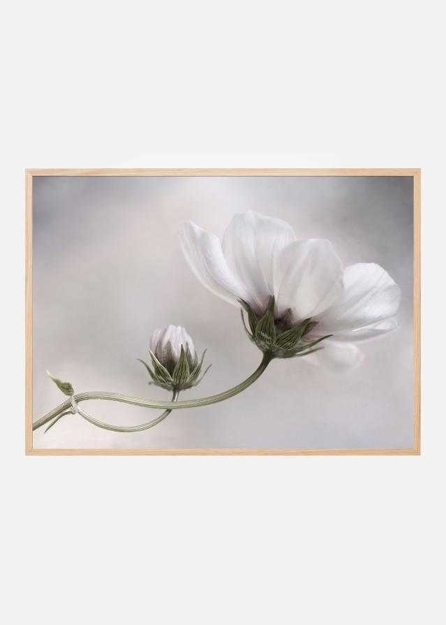 Simply Cosmos Poszter