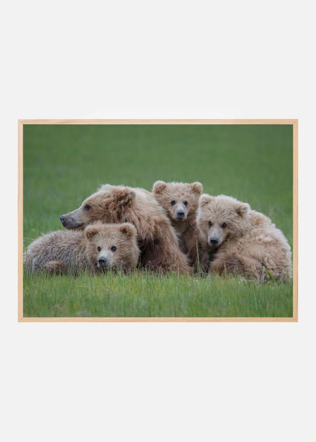 Bear Huddle Poszter