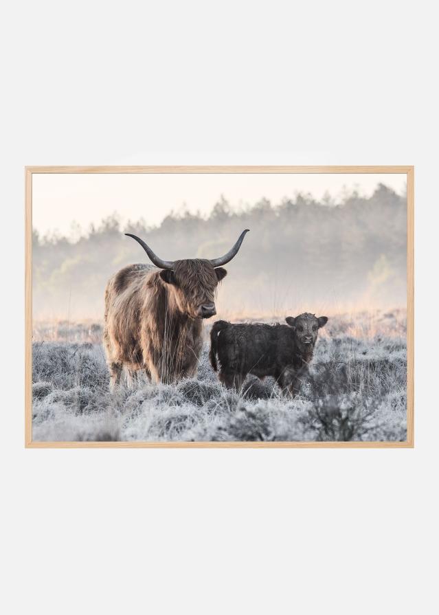 Highlander and Calf Poszter