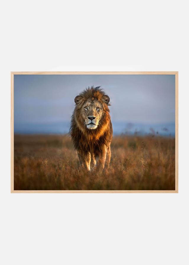 Lion Close Up Poszter