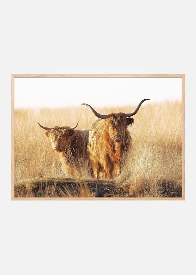 Young and old Highlander Poszter