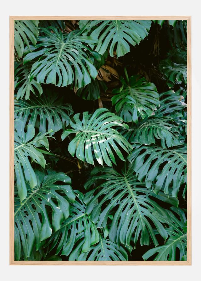 Monstera wall in Lisbon Poszter