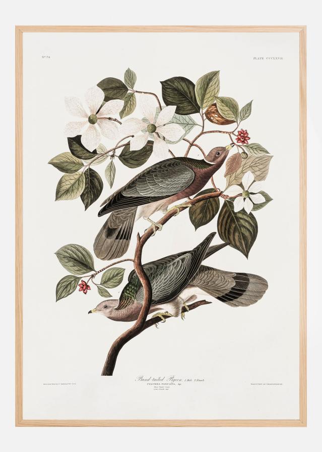 Brand Tailed Pigeon From Birds Of America (1827) Poszter