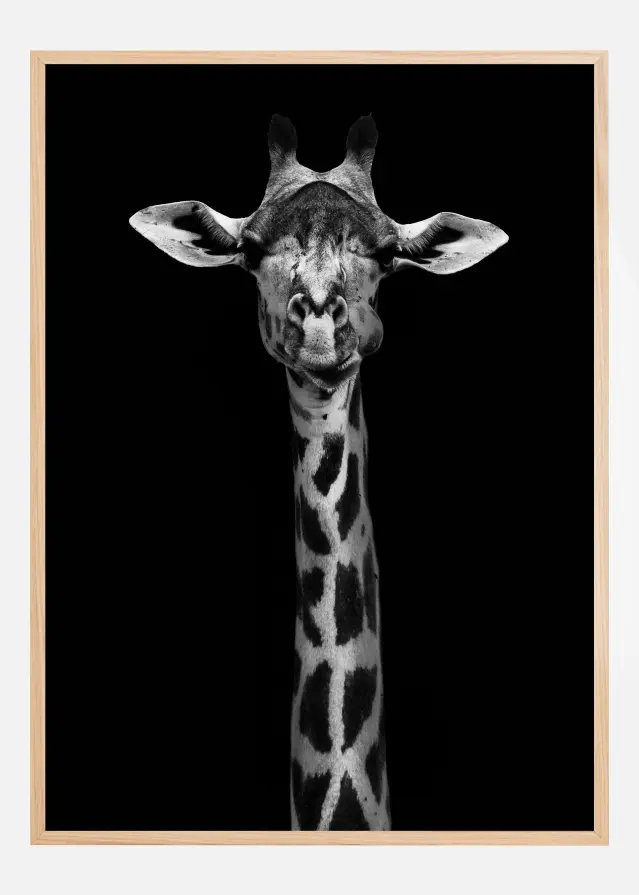 Giraffe Portrait Poszter