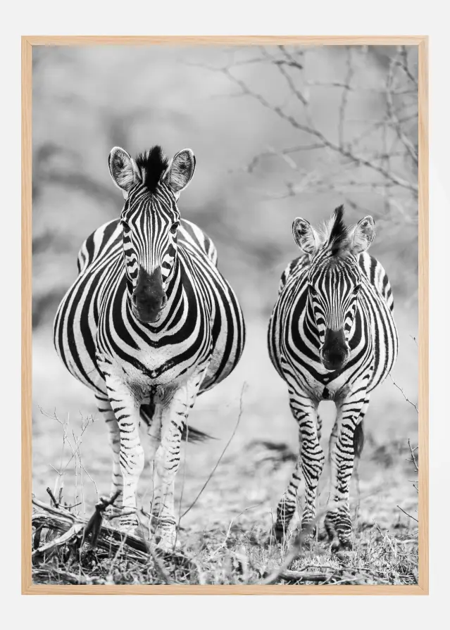 Striped Horse Front On Poszter