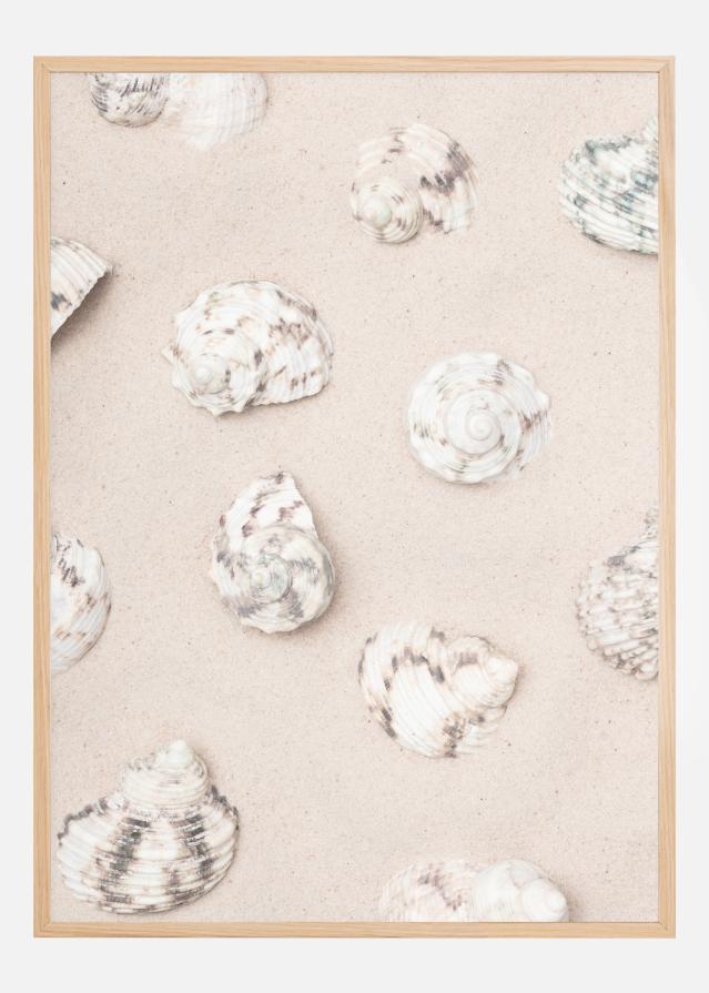 Shells Poszter